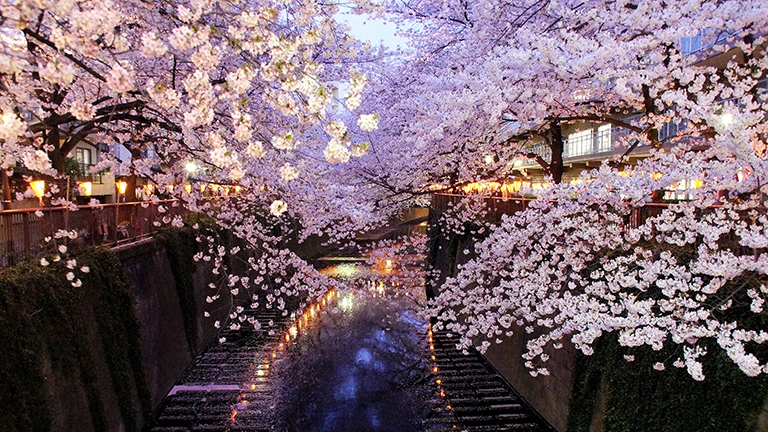 おすすめの桜の名所【関東】