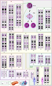 ヒトゲノム配列
