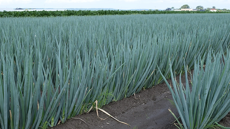 ネギは土の中に伸びない！？知られざる「土寄せ」と収穫の苦労