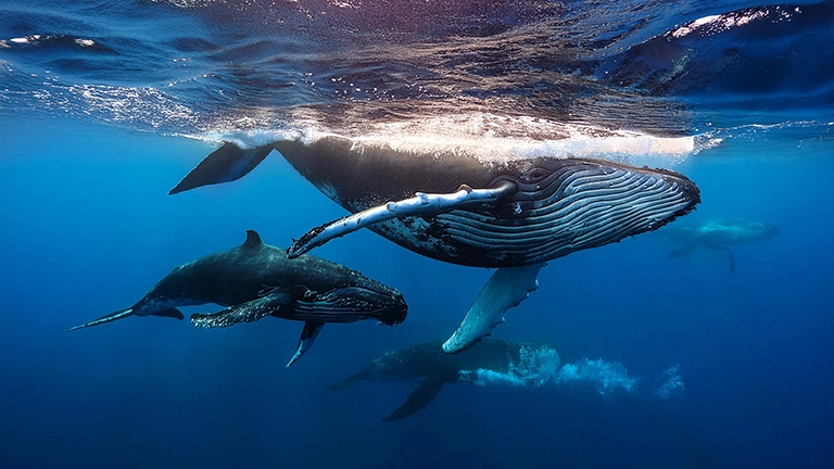 クジラは魚ではなく肺呼吸を行う哺乳類