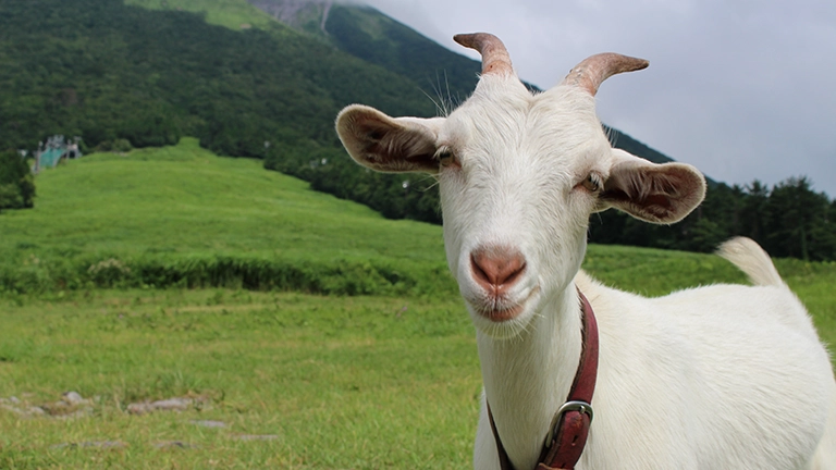 ヤギの横長の瞳孔