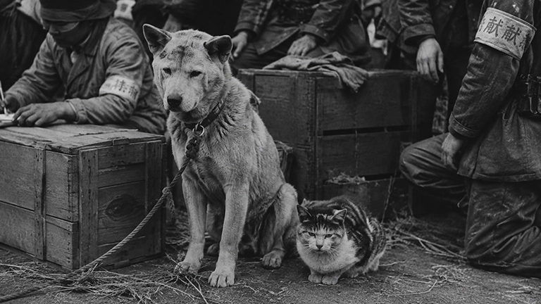 犬や猫まで軍需品に…戦争で変わった動物の価値