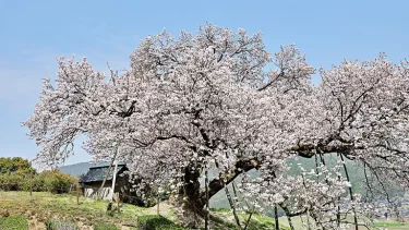 春到来！2017年九州の人気お花見スポット！【福岡、佐賀、長崎、熊本、大分】