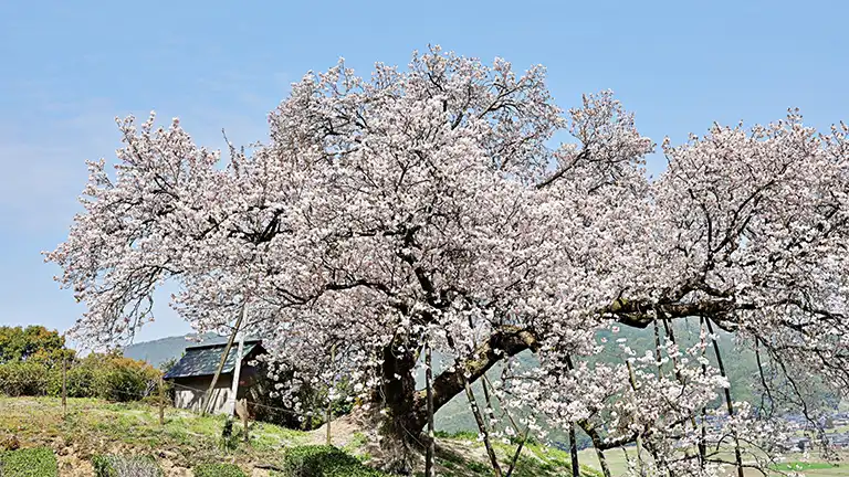 春到来！2017年九州の人気お花見スポット！【福岡、佐賀、長崎、熊本、大分】