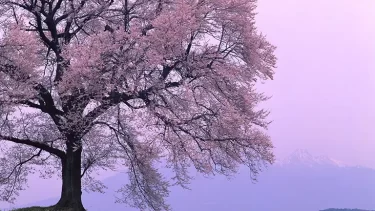桜満開、この時期しか味わえない『桜あそび』を子どもと一緒に。