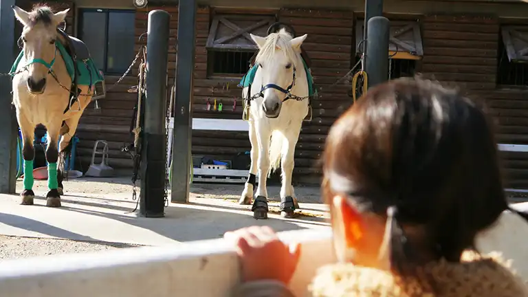 イベント情報【横浜市／馬の博物館】おうまさんに乗ったり、にんじんをあげる体験ができます♪