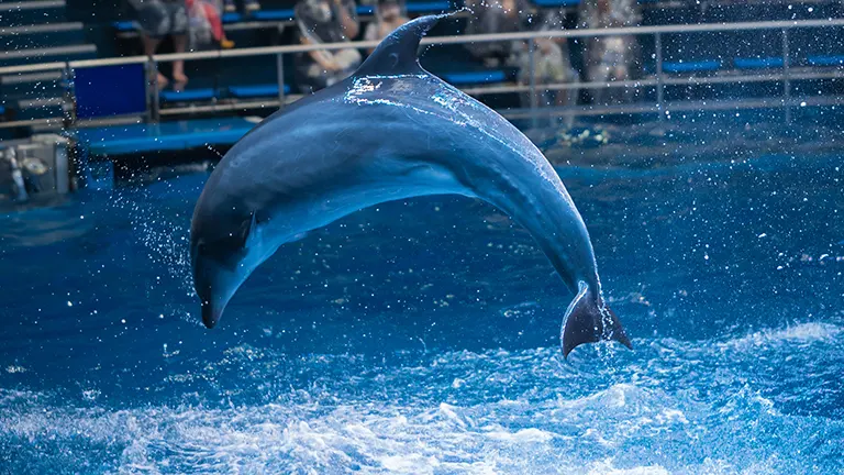 イルカ大好き！ダイナミックなイルカショーが九州で見れるスポット「4選」