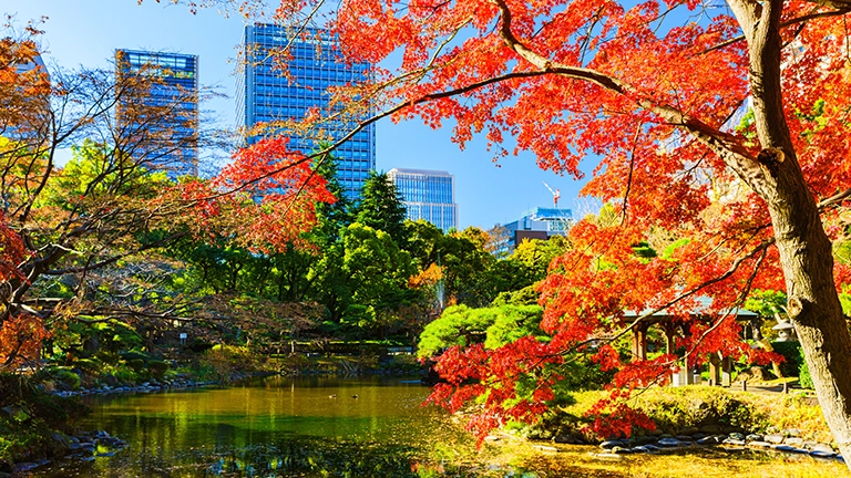 【圧巻】SNSで映える名所！東京の美しき紅葉スポット5選【2024】