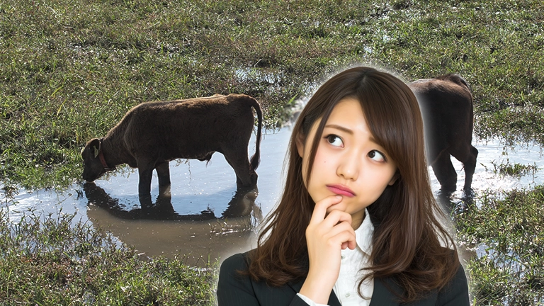 但馬牛（うし）と但馬牛（ぎゅう）同じじゃないの？え、神戸牛（ぎゅう）も…深い関係、説明できる？