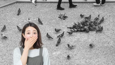 鳩のヒナを街中で見たことある？幻の存在と言われる生態の裏側が想像以上に深かった