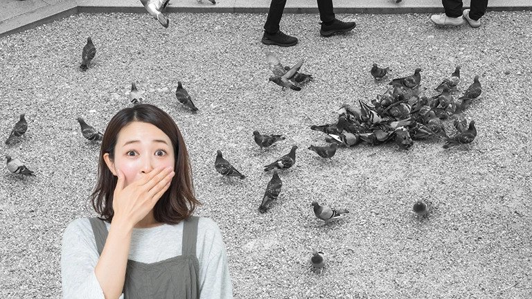 鳩のヒナを街中で見たことある？幻の存在と言われる生態の裏側が想像以上に深かった