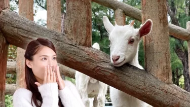 え、マジ！？ヤギの目が横長な理由…驚きの進化の真相が深すぎる