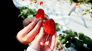 いちご狩りで元は取れる？意外と知らない損得ライン…リアルなコスパ事情とは？