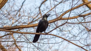 鳥類最強の知能？カラスはなぜここまで賢いのか…驚きの能力が想像以上だった