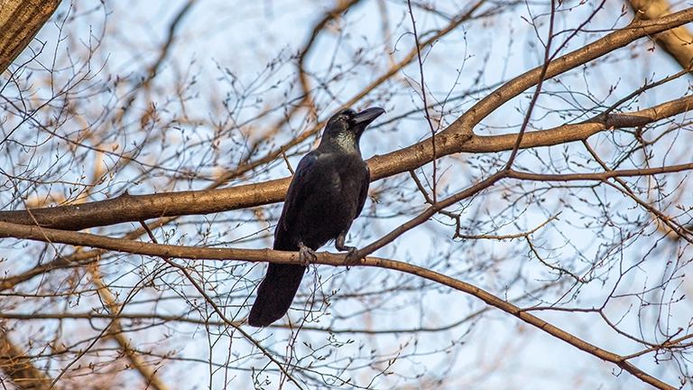 鳥類最強の知能？カラスはなぜここまで賢いのか…驚きの能力が想像以上だった